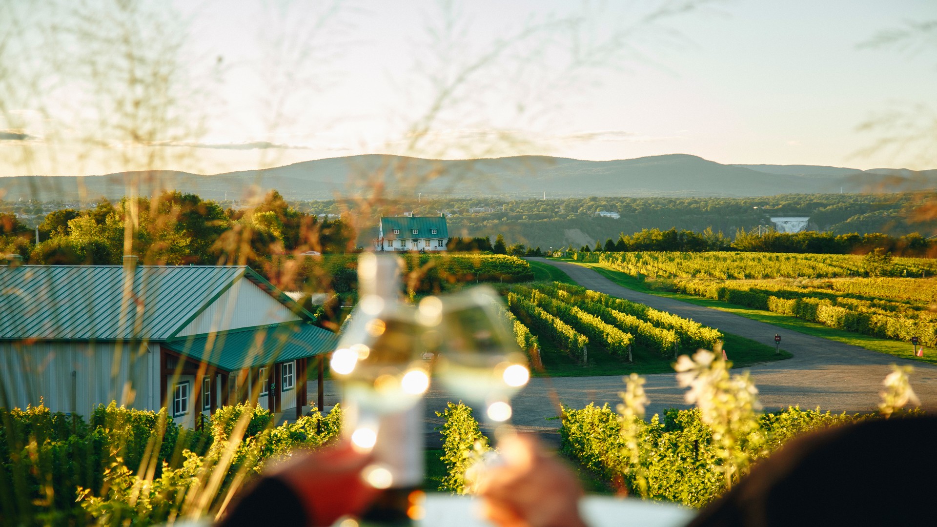 Vignoble de Sainte-Pétronille